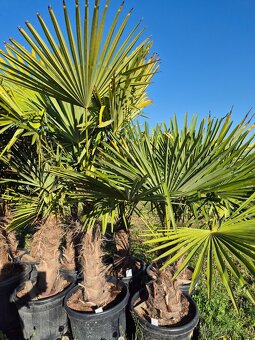 Palmy Trachycarpus - 3
