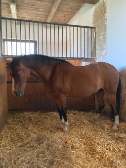 Welsh Mountain Pony A - 3