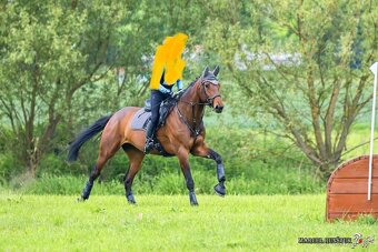 Kobyla s hříbětem - 3