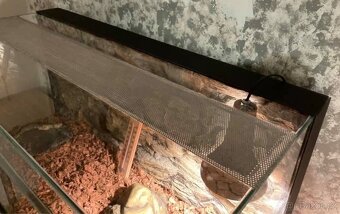 Vybavené terárium 100x50x50 - 3