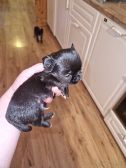 Štěně čivavy - 3