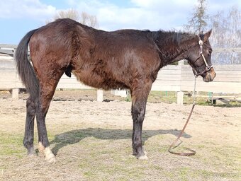 APH hřebeček '25 - 3