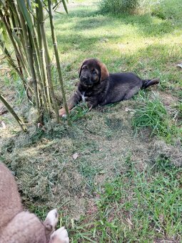 Kangal x Kavkaz - 3