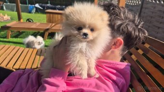 Pomeranian Creme - čistokrevný kluk - 3