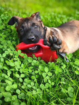 Belgický ovčák malinois - 3