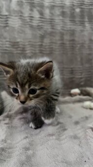 Ragdoll - 3