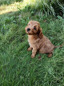 Maltipoo,maltipo - 3