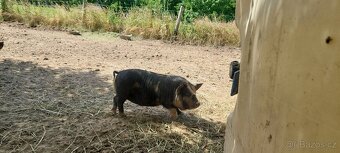 Prase Selata Kune kune - 3