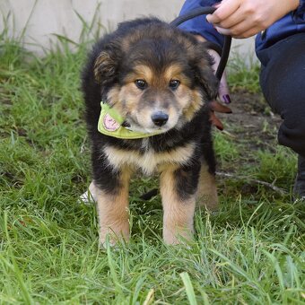 Barón - malý sluníčkový poklad hledá svůj domov ☀️ - 3