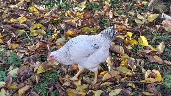 nabízím letošní mladé kohoutky - 3