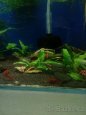 (NEDOSTUPNE) krevetky Neocaridina Red Sakura - 3