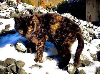 Sibiřské koťata - 3