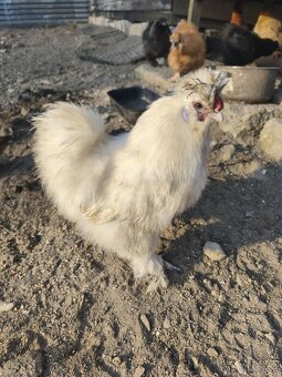 Hedvábnička kohout - 3