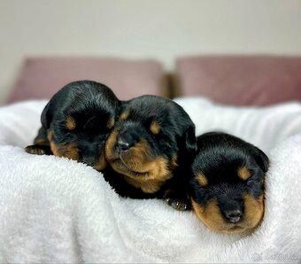 Rotvajler, Rottweiler, rtw s pp - 3