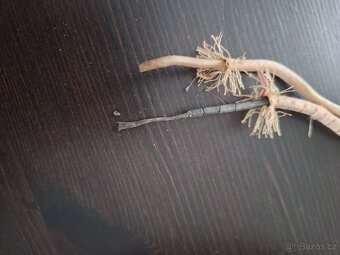Starý opletený dvoužilový kabel - 3