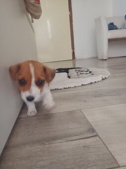 Jack Russel teriér - 3