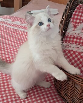 Kočička ragdoll s PP - 3