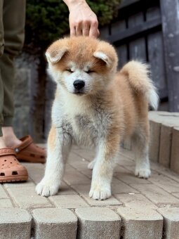 Akita Inu s průkazem původu FCI & AKIHO - 3