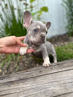 Francouzský buldoček / French bulldog s PP - 3
