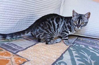 Bengálská kočička Luna - 3