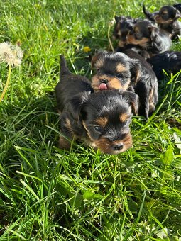 Štěňátka yorkšíra bez PP - 3