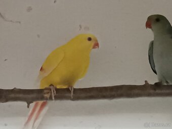 Papoušek horsky / Lutino - 3