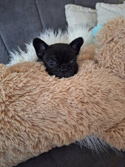 Francouzský buldoček - 3