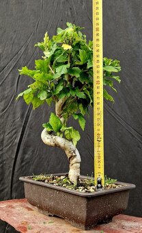 Bonsai,Bonsaj - Ibisek syrsky 1 - 3