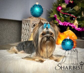 Jorkšírský teriér teriér s PP FCI, kluk - 3