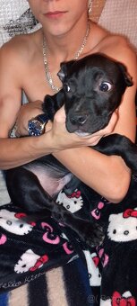 Prodám štěňata amerického bulliho XL - 3