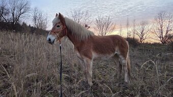 hafling - kobyla - 3