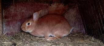 Burgundská samice - 3