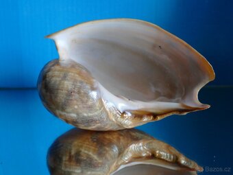 Cymbium marmoratum - 3
