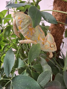 chameleon jemenský - 3
