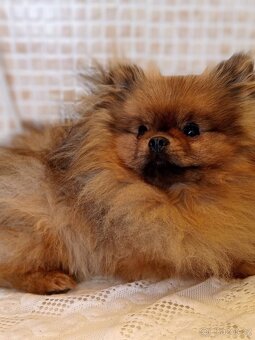 Pomeranian s PP FCI - 3