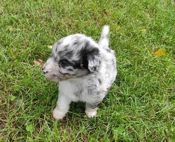 Aussiedoodle - 3
