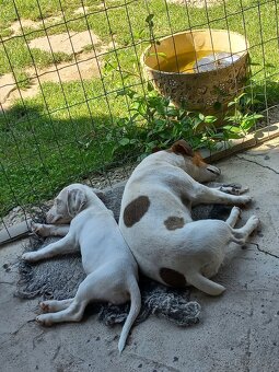 Jack Russell - 3