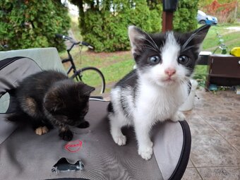 Koťátka - 3