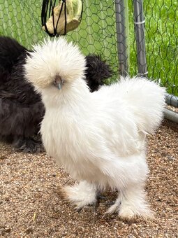 Nabízím nasadova vejce - 3