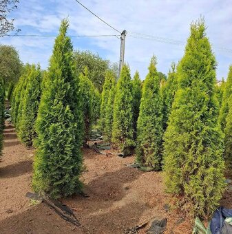 Tuje thuje SMARAGD - 3