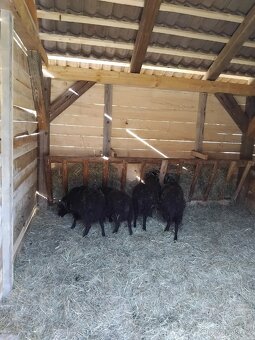 Prodam qusanske ovce - 3