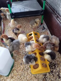 Brahmánka kuřátka - 3