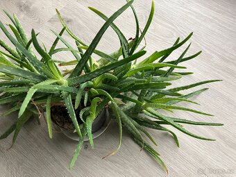 Kytka aloe léčivá. - 3