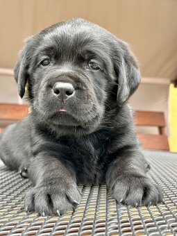 Labradorský Retriever s PP - 3