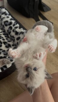 Ragdoll koťátka - 3
