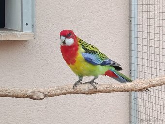 Prodám rosela pestrá nádherná - 3