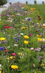 Med přímo od včelaře, Thomes - 3