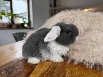 Minilop - zakrslý beránek - mláďata k rezervaci - 3