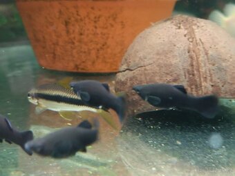 Black molly - 3