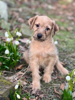 Štěňátka křížence - 3